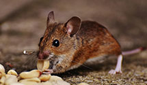 24 Hour & Emergency Exterminators in James Madison University, VA